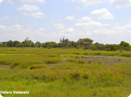 Ramisi river flood plain