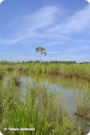 arm of Sio river close to Uganda border 