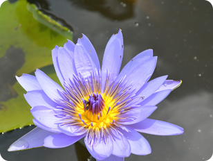 Nymphaea caerulea Water lily on Ramisi
