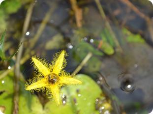Nymphoides indica near Ramisi river