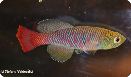 elongatus KAV 2012-5