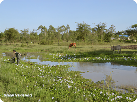 Giuseppe in seasonal pond on  lake victoria drainage