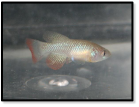 Young N. furzeri red tail. MZG 12-1