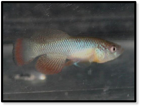 N. furzeri red tail. MZG 12-2