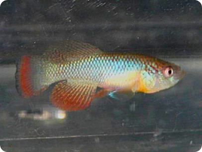 N. furzeri red tail. MZGV 12-2