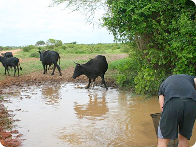 Location MZGV 12-1. Gaza, Mozambique