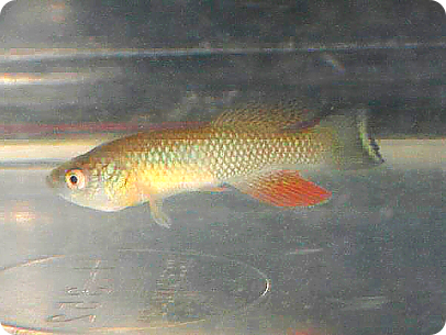 MZGV 12-4.  Young N. furzeri  with yellow tail.  