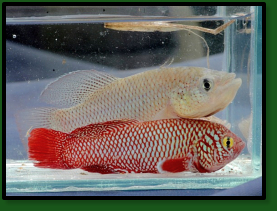Fish from MZCS08-99 after collection (N. kadleci and  N. orthonotus)