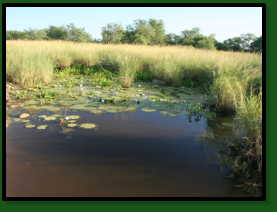 MZCS08-02 – Limpopo basin (fur, ortho, rachovii)