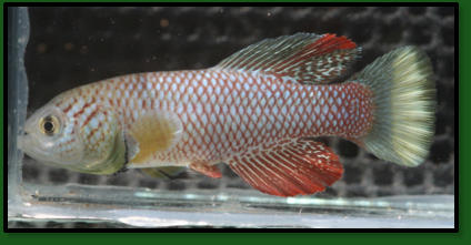 N. furzeri MZCS 08/13, yellow male without black band on caudal fin