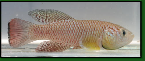 N. furzeri MZCS 08/43, red male with the black band on caudal fin