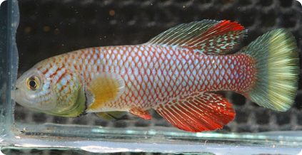 N. furzeri MZCS 08/13, yellow male without black band on caudal fin
