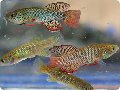 N. orthonotus MZCS 233 Rio Savane