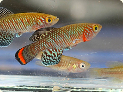 N. rachovii MZCS 233 Rio Savane