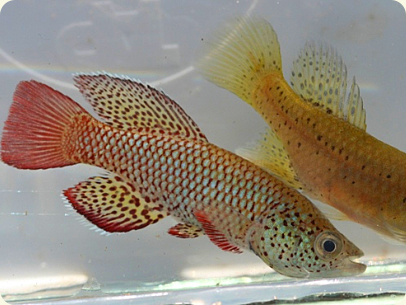  N. orthonotus MZCS 260 Luala