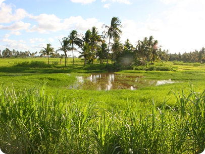 Habitat MZCS 249 Quelimane where N. krysanovi (orange type) and N. orthonotus were collected
