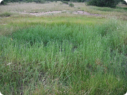 Habitat MZCS 08/91, type locality of N. kadleci photographed in February 2009. No fish were present, though they inhabited adjacent water-filled hole at a road margin. Note that type locality looked similar in February 2008 when N. kadleci was collected t