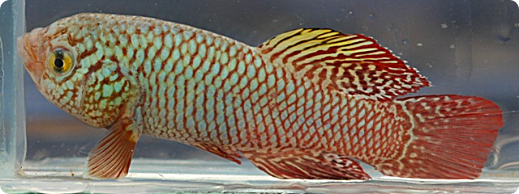 N. kadleci MZCS 08/109 male with a frontal hump, typical for some populations of the species (including N. kadleci MZCS 08/108 Save River that are kept by some breeders). Red and blue males