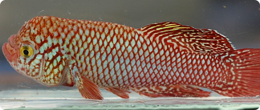 N. kadleci MZCS 08/109 male with a frontal hump, typical for some populations of the species (including N. kadleci MZCS 08/108 Save River that are kept by some breeders). Red and blue males