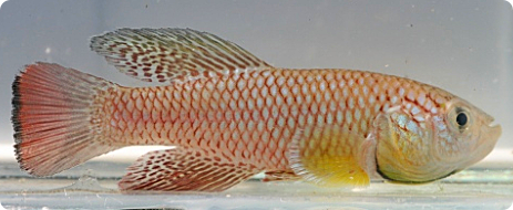 N. furzeri MZCS 08/43, red male with the black band on caudal fin