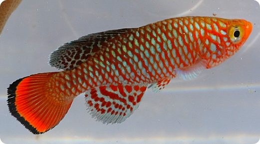 N. krysanovi MZCS 260 Luala, orange type