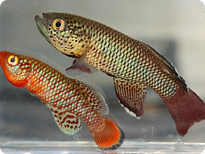N. orthonotus  and krysanovi MZCS  249 Quelimane