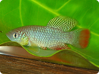N. furzeri red MZG 06/5