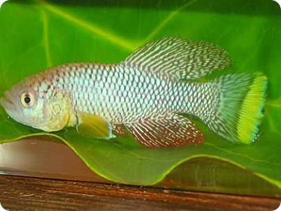 N. furzeri MZG 06/5