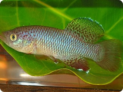 N.orthonotus MZG 06/5