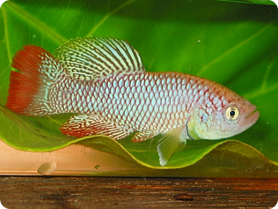 N. furzeri MZG 06/6 