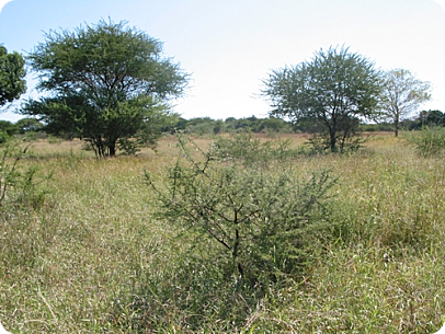 N.furzeri MZG 06-3 "29,4km S Mabalane"