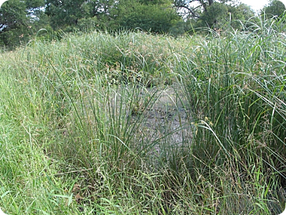 N.furzeri MZG 06-3 "29,4km S Mabalane"