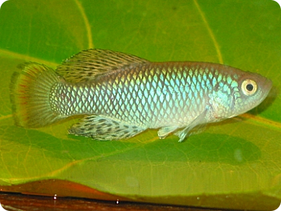 N.rachovii MZG 06/8 Soveia