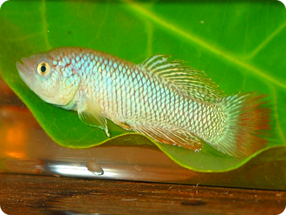 N. furzeri MZG 06/7 red