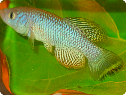 N.furzeri MZG 06/8 Soveia