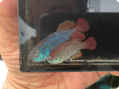 collected in Issenye, Tanzania