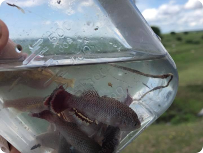 collected in Mwanza. Tanzania