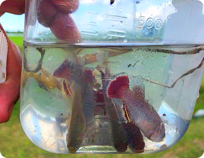 collected in Mwanza. Tanzania