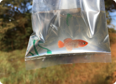 N.hoermanni TZHK 18/03 Bumburi