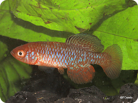 •Nothobranchius rosenstocki  ZAH 18- 03