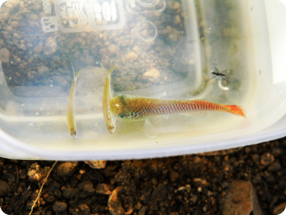 Fish just collected