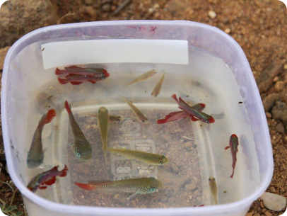 melonospilus and cardinalis TTKSN 2017-12
