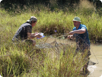 Collecting in one of the biotopes