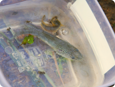 N.ocellatus just collected