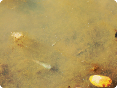 Photographed in its habitat.