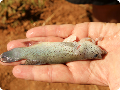 N.ocellatus recently taken out of the water