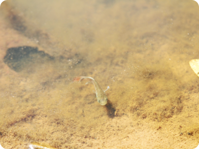 Photographed in its habitat.