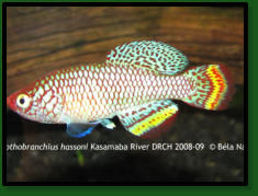 hassoni_Kasamaba River_DRCH_2008-09