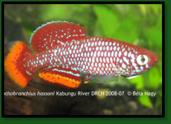 N.hassoni Kabungu River DRCH2008-07