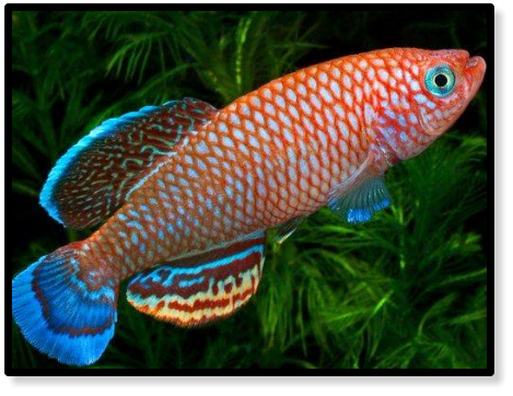 Nothobranchius polli Kyembe DRCH 2008-02 